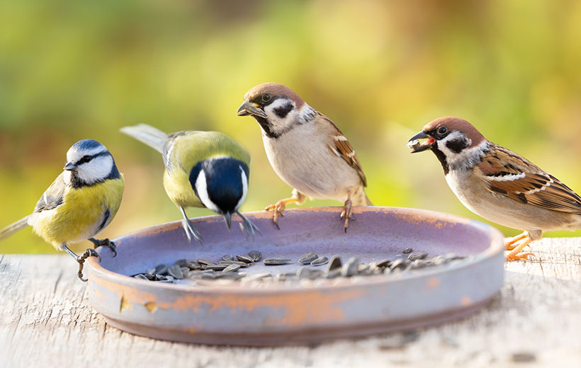 Орнитоз: симптомы и лечение