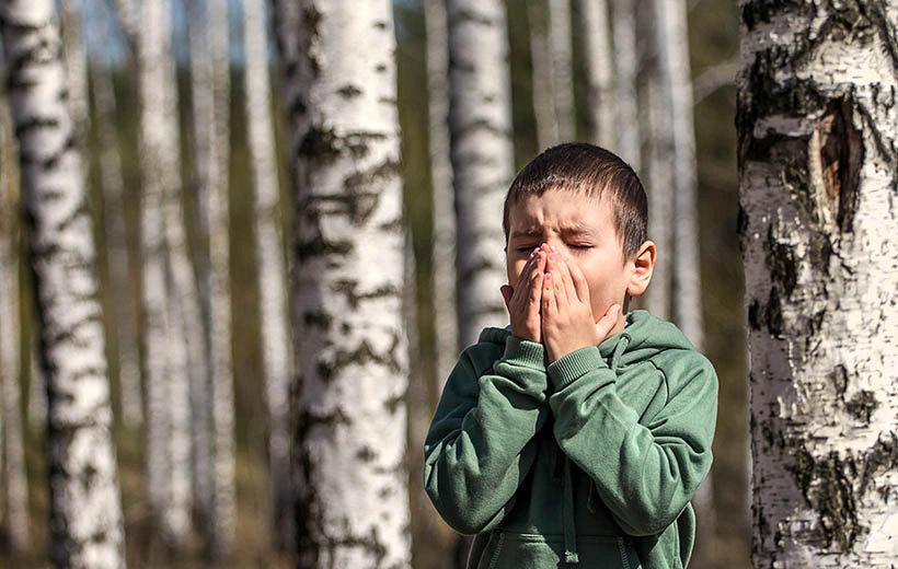Аллергия на березу: симптомы и лечение