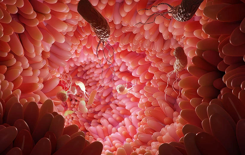 Аскаридоз: симптомы и лечение у детей и взрослых