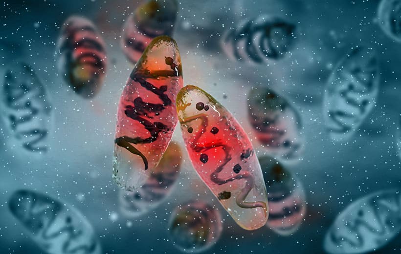 Чума: симптомы и лечение